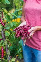 Woman holding bundle of newly picked Climbing Beans 'Firetongue' - late harvest