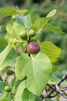 Ficus carica - Fig Drap D'or fruit ripening on the plant.