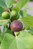 Ficus carica - Fig Drap D'or fruit riping on the plant.