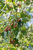 Sorbus torminalis - Wild service tree berries.