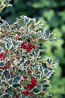 Ilex aquifolium 'Argentea marginata' - Silver margined holly