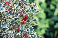 Ilex aquifolium 'Argentea marginata' - Silver margined holly