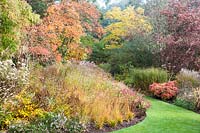 Colourful autumn borders  with Panicum virgatum 'Northwind', molinia and miscanthus, Nandina domestica 'Firepower'