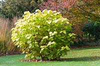 Catalpa bignonioides 'Aurea'