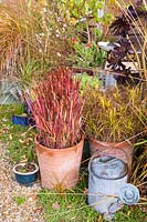 Decorative arrangement of with Imperata cylindrica 'Rubra' at Knoll Gardens in autumn