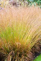 Molinia caerulea 'Dauerstrahl'