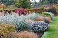 Borders in the walled garden designed by Brita von Schoenaich planted with grasses, shrubs and herbaceous perennials including silvery Teucrium fruticans, carex, cotinus and purple sage at Marks Hall Gardens and Arboretum in autumn.