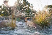 An area of southern hemisphere species including monkey puzzles, Araucaria araucana, New Zealand pampas, Cortaderia richardii and Kniphofia rooperi in Gondwanaland, Marks Hall Gardens 