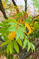 Sorbus sargentiana.