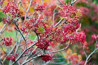 Sorbus commixta