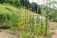 Phaseolus-Climbing beans 'Allegria' in a kitchen garden.
