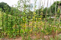 Phaseolus-Climbing beans 'Allegria' in a kitchen garden.