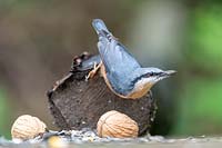Nuthatch resting on a tree trunk eating a sunflower seed.