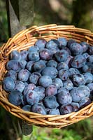 Basket filled with plum quetsches 'Stanley' in summer, Alsace, France.