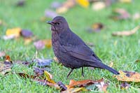 Turdus merula - Blackbird 