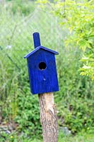 Blue nest in a garden.