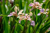 Iris foetidissima growing on calcareous soil, south facing bank in southern France