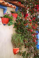 Bougainvillea and pots of xerophytic plants on wall of house 