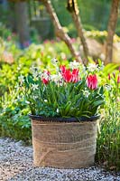 Tulipa 'Plaisir' and Narcissus 'Toto' in container wrapped with hessian