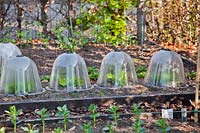 Plastic bell cloches protecting individual lettuce plants in a raised bed