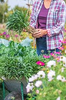 Woman holding a bundles of bareroot wallflowers ready for planting in Autumn.