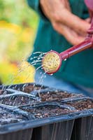 Watering newly-sown seeds with a small watering can fitted with a fine rose