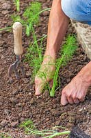 Firming soil around newly-planted young Florence Fennel 'Rondo' plants