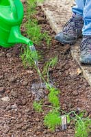 Watering young newly-planted Florence Fennel 'Rondo' plants using a watering can