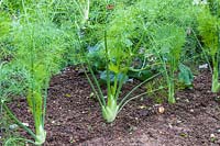 Florence Fennel 'Rondo' with developing bulb, growing in ground