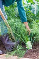 Digging up Florence Fennel 'Rondo' using a long-handled garden fork