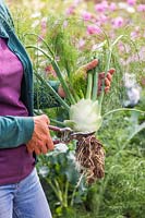 Woman cutting off the root from harvested Florence Fennel 'Rondo'