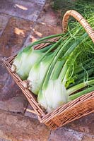 Harvested Florence Fennel 'Rondo' in basket