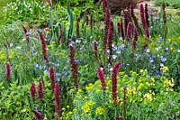 Spires of Echium russicum amongst informal and colurful planting in The Resilience Garden at RHS Chelsea Flower Show 2019