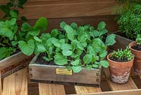 Young plants in a recycled wooden box