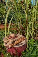 The CAMFED Garden: Giving Girls in Africa a space to Grow. A woven platter with sticks of sugarcane - Saccharum officinarum and sweet potatoes -  Ipomoea batatas 'Beauregard'.  Sponsors: The Campaign for Female Education  