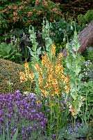 Verbascum 'Clementine' with Lavandula stoechas and Papaver somniferum 'Black Paeony' - The Morgan Stanley Garden, RHS Chelsea Flower Show 2019