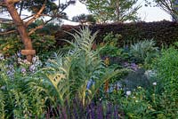 Mixed herbaceous border with morning light, plants include Cynara cardunculus, Hesperis matronalis, Salvia x sylvestris 'Mainacht', Paeonia lactiflora and Foeniculum vulgare 'Purpureum' - The Morgan Stanley Garden, RHS Chelsea Flower Show 2019.