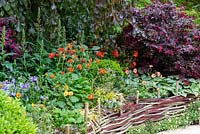 Fagus sylvatica 'Purple Mountain' overhanging a border with Loropetalum, Buxus sempervirens, Carex and Geum - Miles Stone: The Kingston Maurward Garden, RHS Chelsea Flower Show 2019