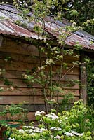 Sorbus aucuparia growing the roof of an old barn - The High Maintenance Garden for Motor Neurone Disease Association, RHS Chelsea Flower Show 2019