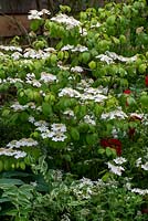 Viburnum tomentosum 'Marieseii' - The High Maintenance Garden for Motor Neurone Disease Association, RHS Chelsea Flower Show 2019