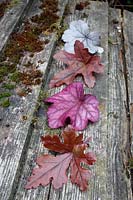 Heuchera 'Hopscotch' 'Red Rover' 'Silver Gumdrop' and 'Wild Rose', leaves laid out on old timber