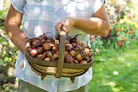 Person holding a trug of small Onions, selected for pickling, outside in dappled light