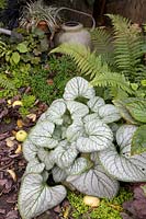 Brunnera 'Silver Heart' with Ferns, Helxine and Selaginella