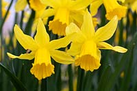 Narcissus 'February Gold' - Daffodil