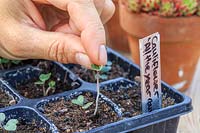 Woman removing unwanted seedlings so that a single seedling remains in each cell.