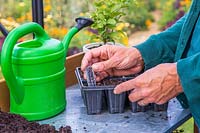 Woman adding plant label to seeds in newly sown seedtray.