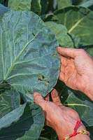 Woman showing underside of Brussel Sprout foliage with signs of damage from caterpillar.