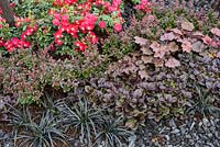 Dark foliage planting with red roses, Ajuga reptans 'Black Scallop', Heuchera 'Palace Purple'  and Ophiopogon - Ashes to Ashes, RHS Hampton Court Flower Show 2013, Contributors: Rumwood Nurseries, AVS Fensing.