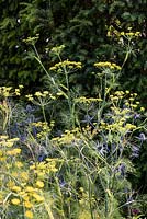 Halo Garden, detail of Foeniculum vulgare - Fennel -  and Eryngium x zabelii 'Jos Eijking' - Sea Holly - against a green hedge. Sponsors Hambrooks
