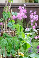 Wicker wigwam plant support for runner beans 